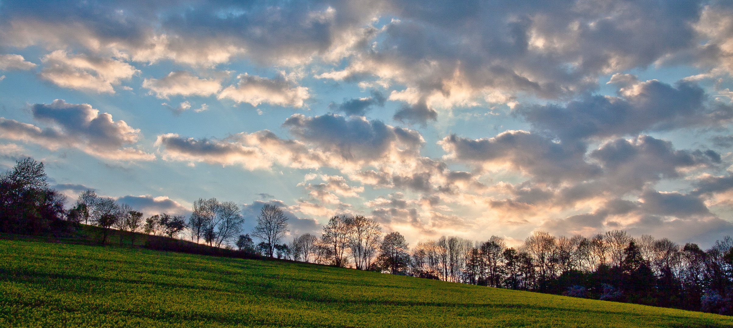 Sonnenstrahlen hinter Rapsfeld