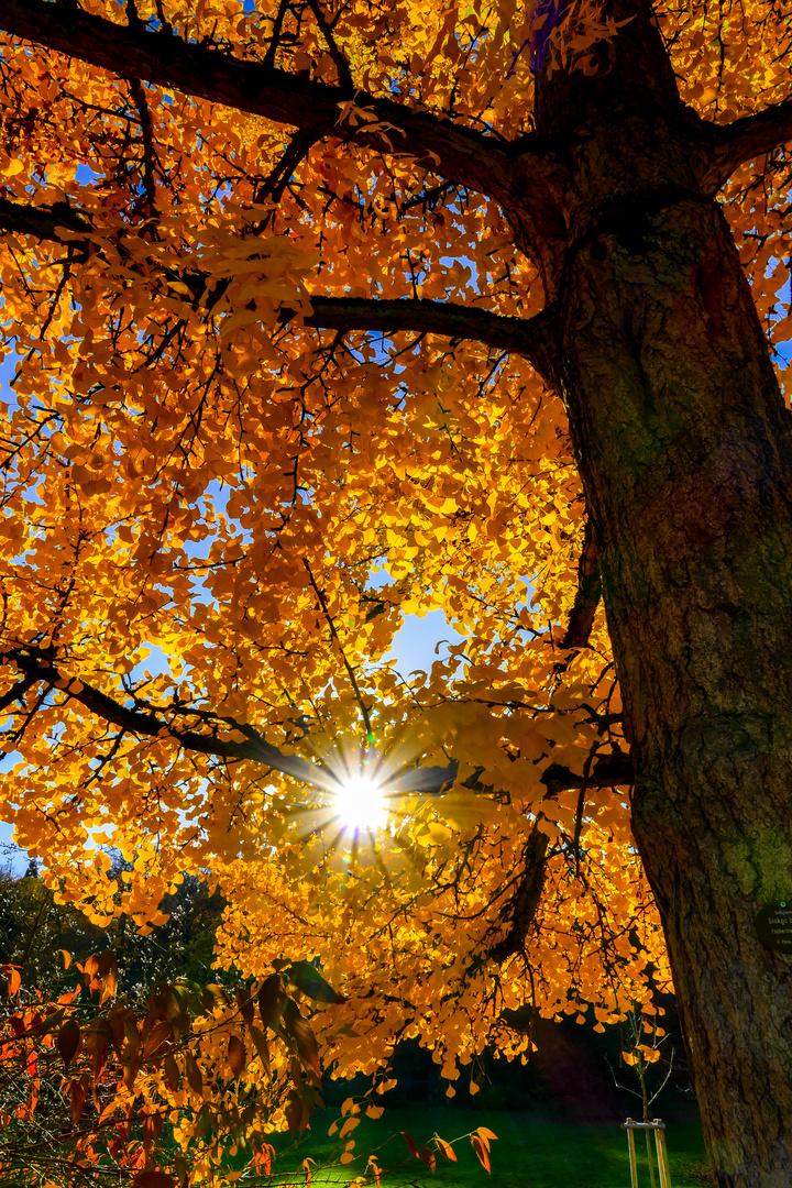 Sonnenstrahlen im Baum