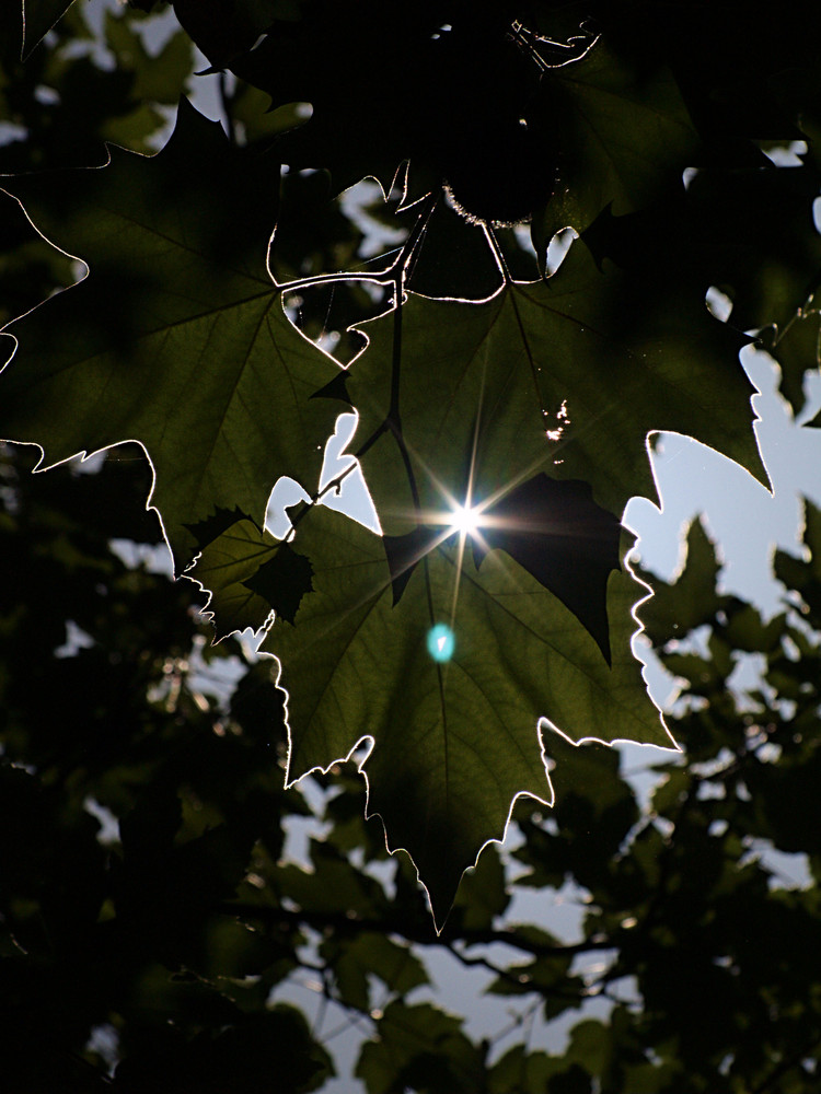 Sonnenstrahlen im Blättterdickicht