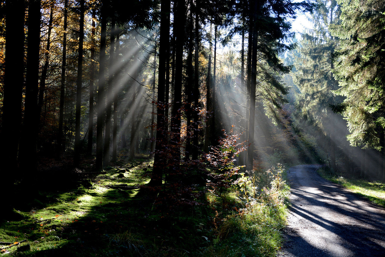 Sonnenstrahlen im Dunst des Waldes