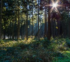 Sonnenstrahlen im Fichtenwald