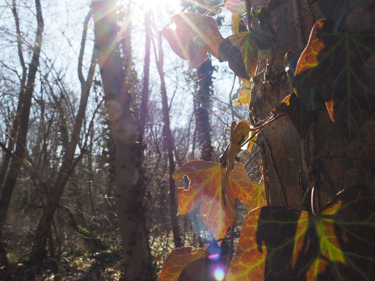 Sonnenstrahlen im Frühling