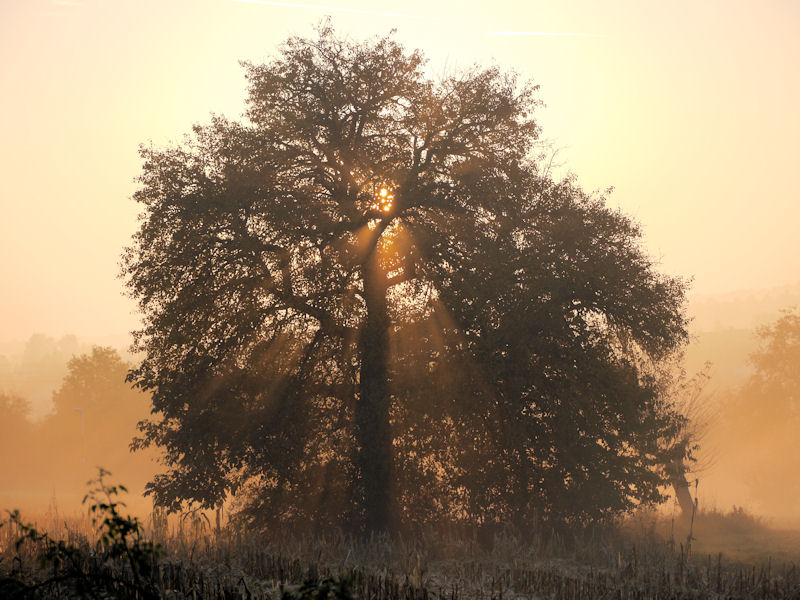 Sonnenstrahlen im Geäst