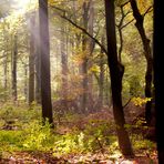 Sonnenstrahlen im Herbst