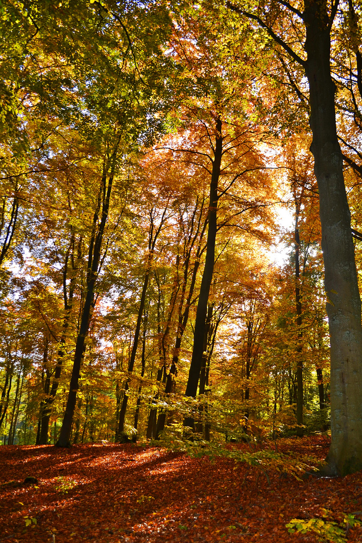 sonnenstrahlen im herbst