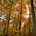 sonnenstrahlen im herbst