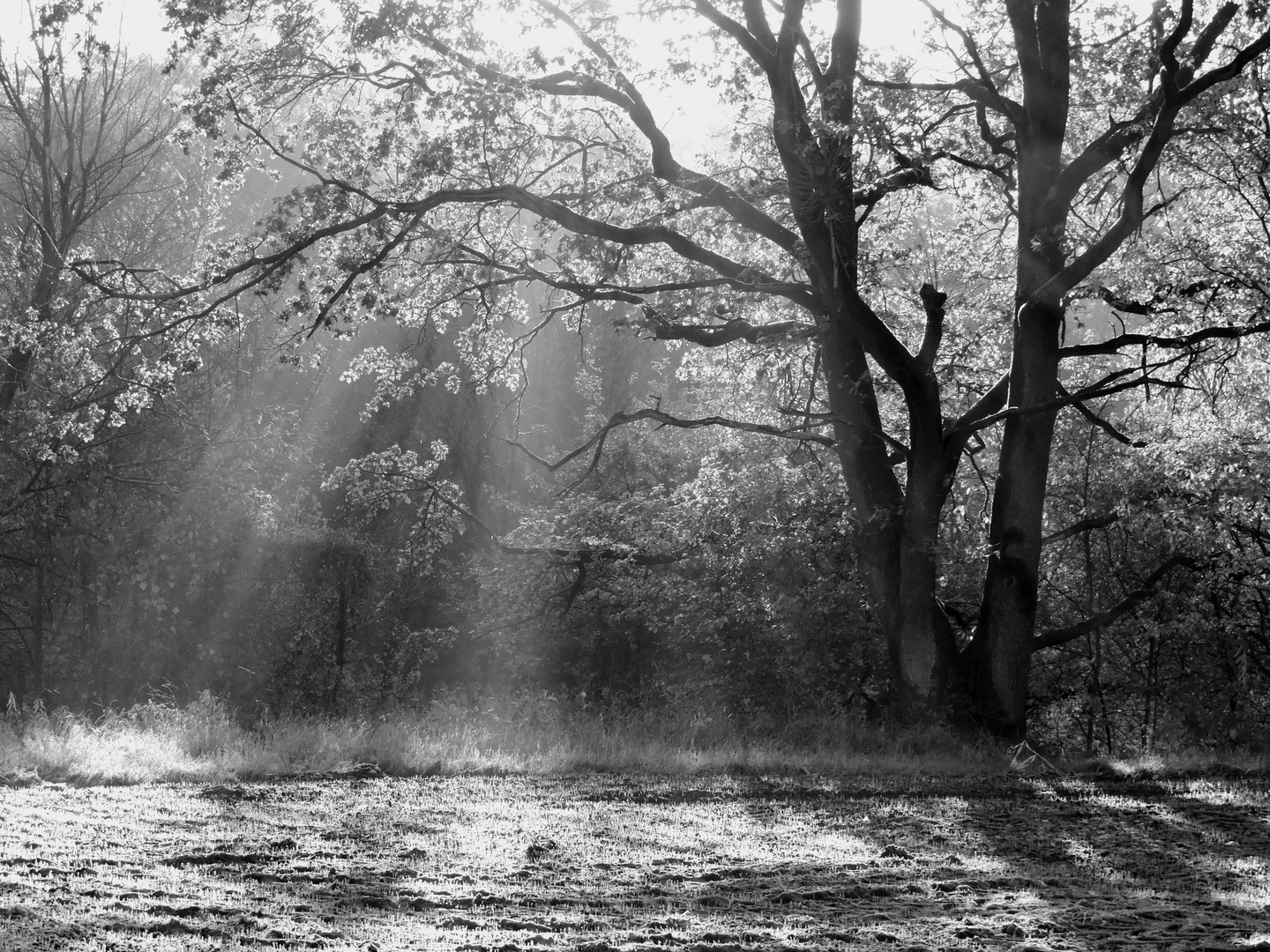 Sonnenstrahlen im Herbst