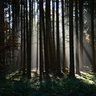 Sonnenstrahlen im herbstlichen Fichtenwald