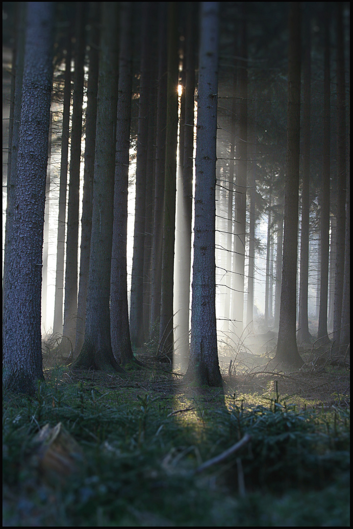 Sonnenstrahlen im herbstlichen Wald