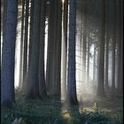 Sonnenstrahlen im herbstlichen Wald