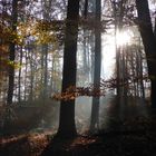 Sonnenstrahlen im Herbstwald