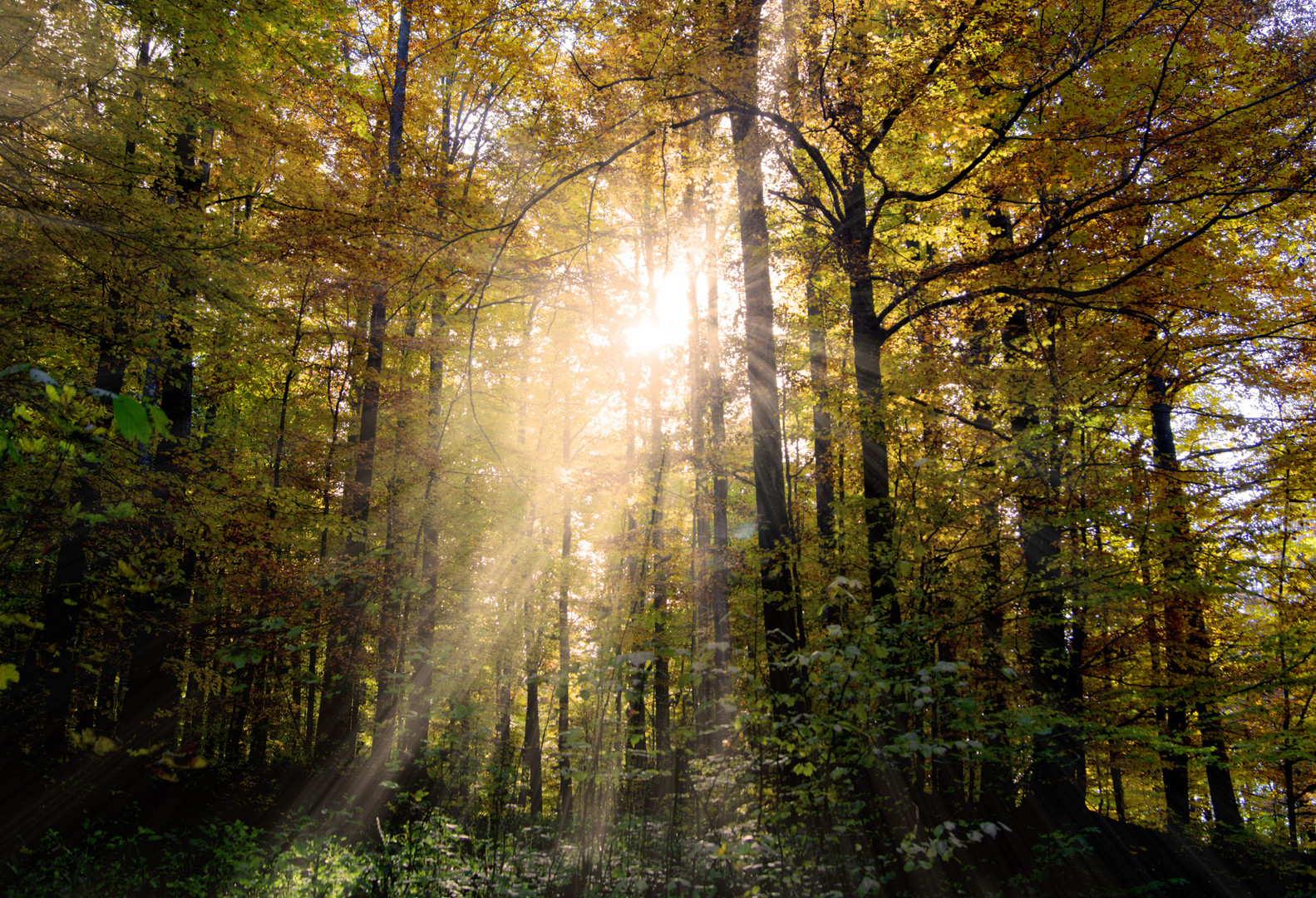 Sonnenstrahlen im herbstwald 