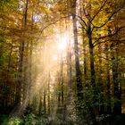 Sonnenstrahlen im herbstwald 