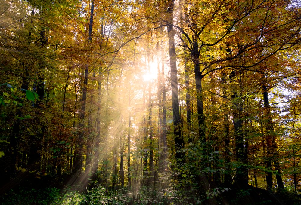 Sonnenstrahlen im herbstwald 