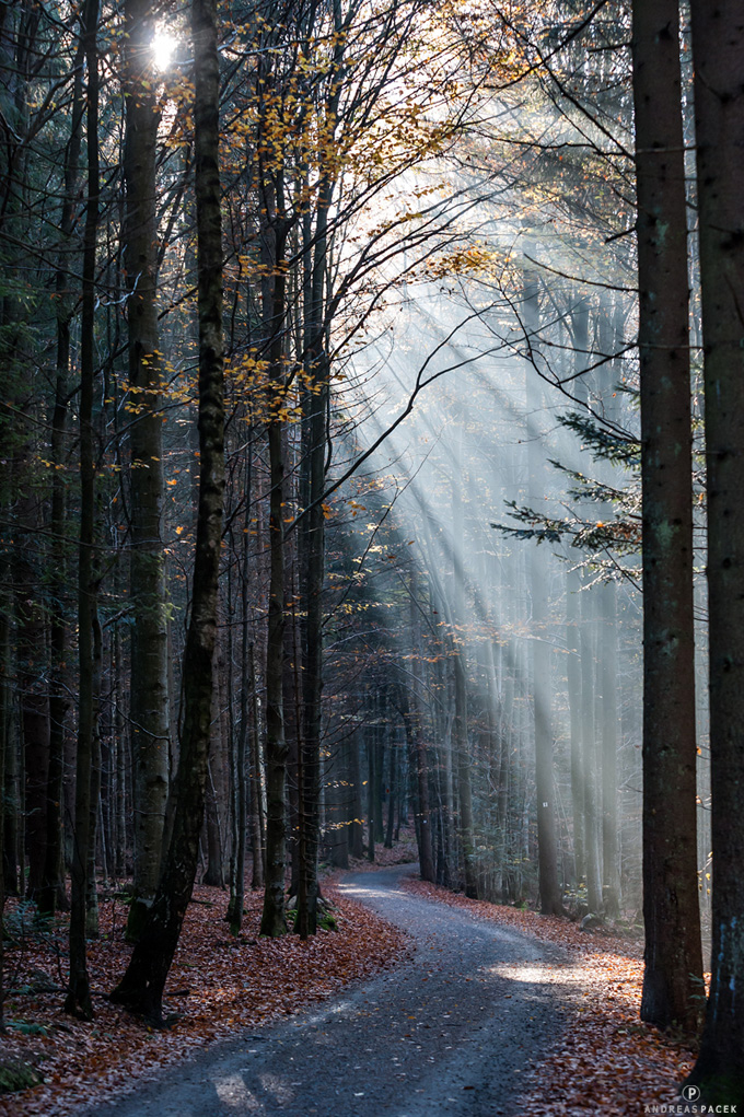 Sonnenstrahlen im Herbstwald