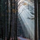 Sonnenstrahlen im Herbstwald