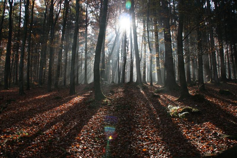 Sonnenstrahlen im Herbstwald