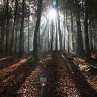 Sonnenstrahlen im Herbstwald