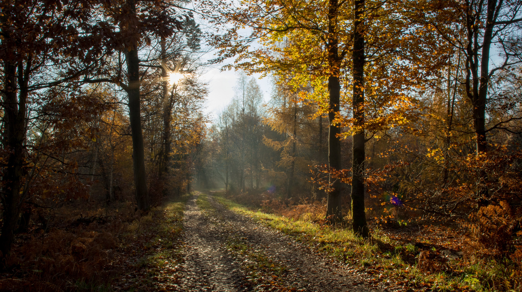 Sonnenstrahlen im Herbstwald 