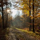 Sonnenstrahlen im Herbstwald 