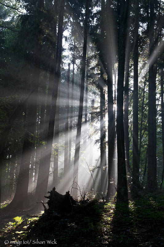 Sonnenstrahlen im Herbstwald