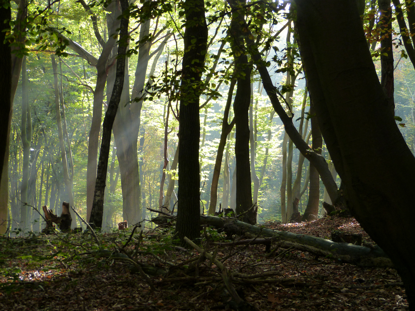 Sonnenstrahlen im Laubwald