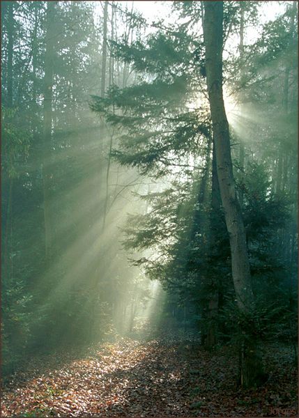 Sonnenstrahlen im leichten Nebel