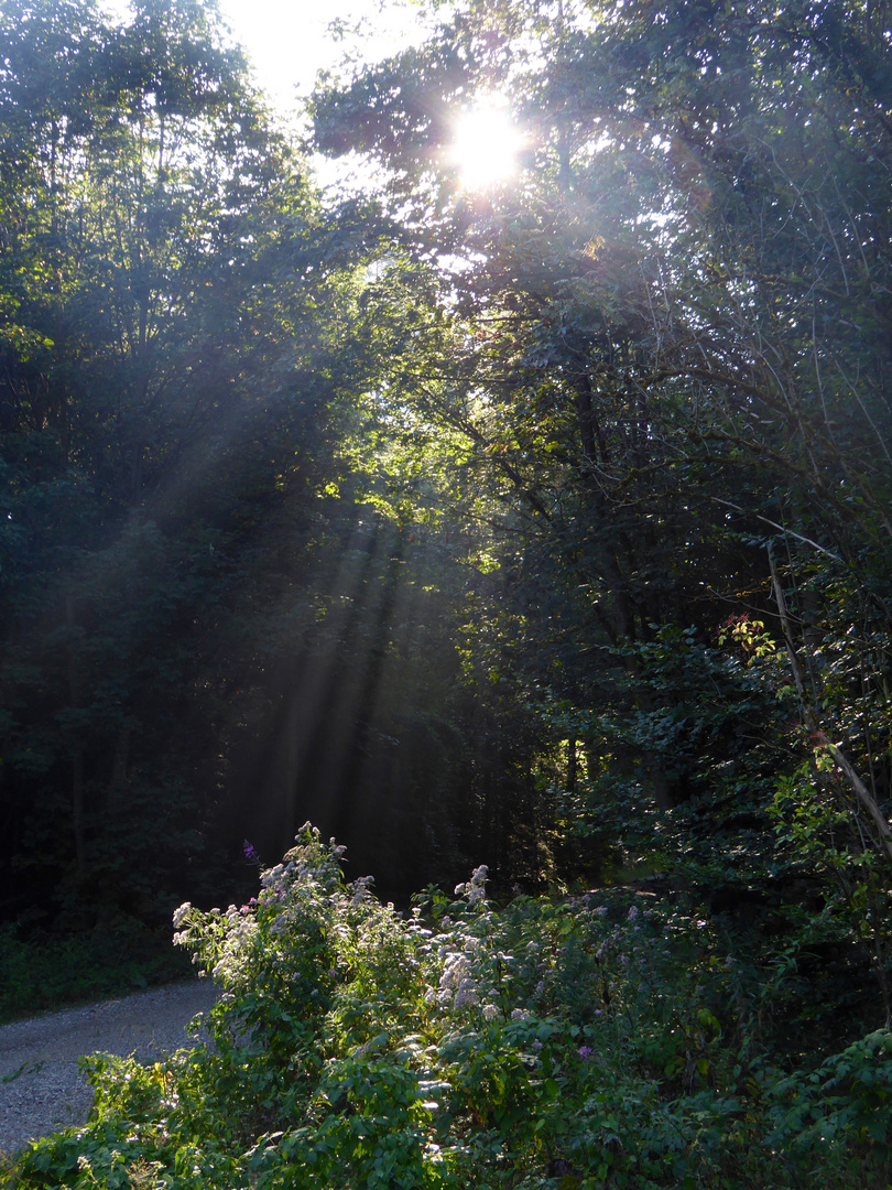 Sonnenstrahlen im morgendlichen Sommer-Wald