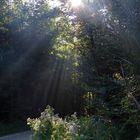 Sonnenstrahlen im morgendlichen Sommer-Wald