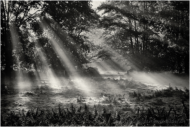 Sonnenstrahlen im Morgendunst im Meerbruch im Naturpark Steinhuder Meer