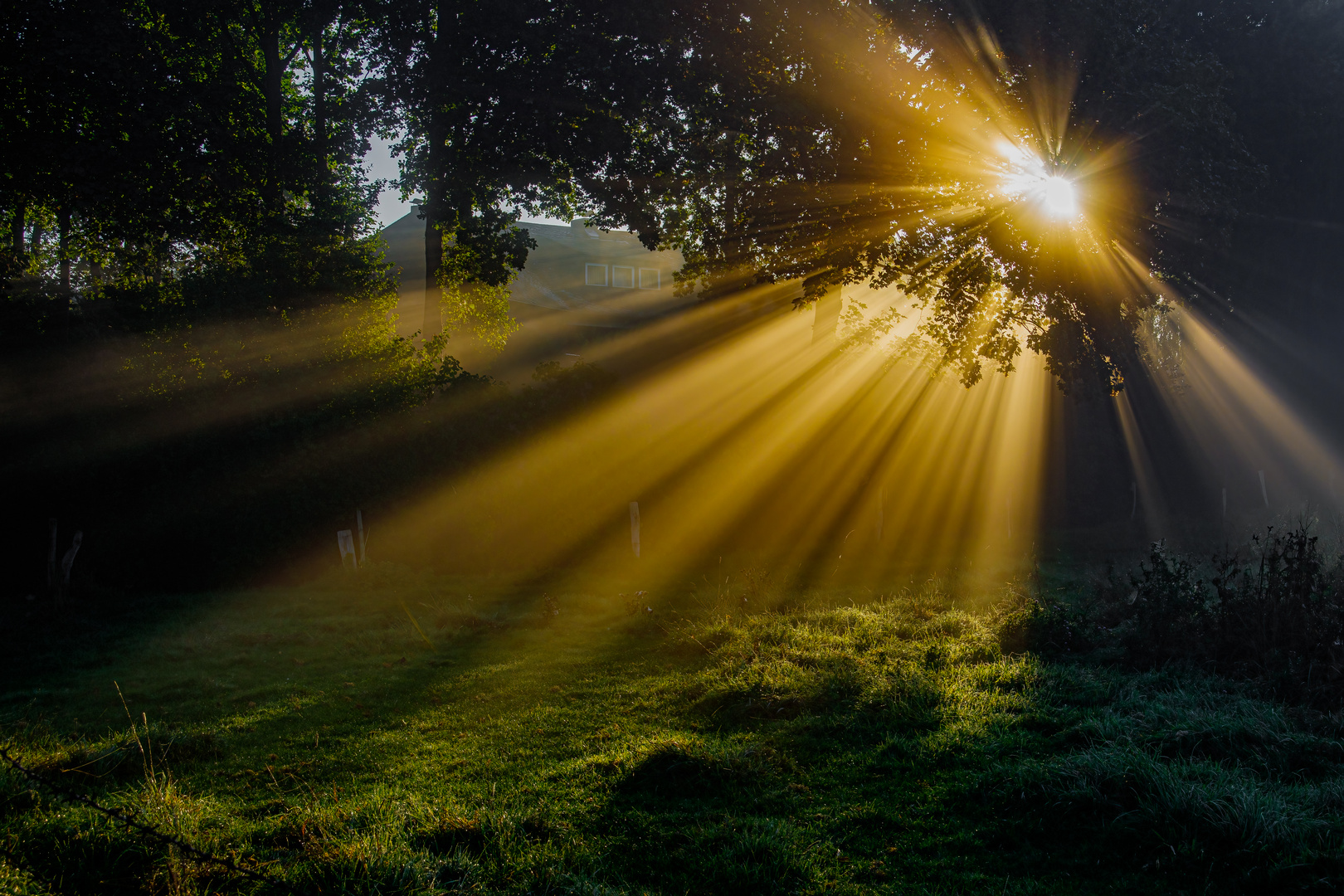 Sonnenstrahlen im Morgennebel