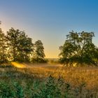 Sonnenstrahlen im Morgentau