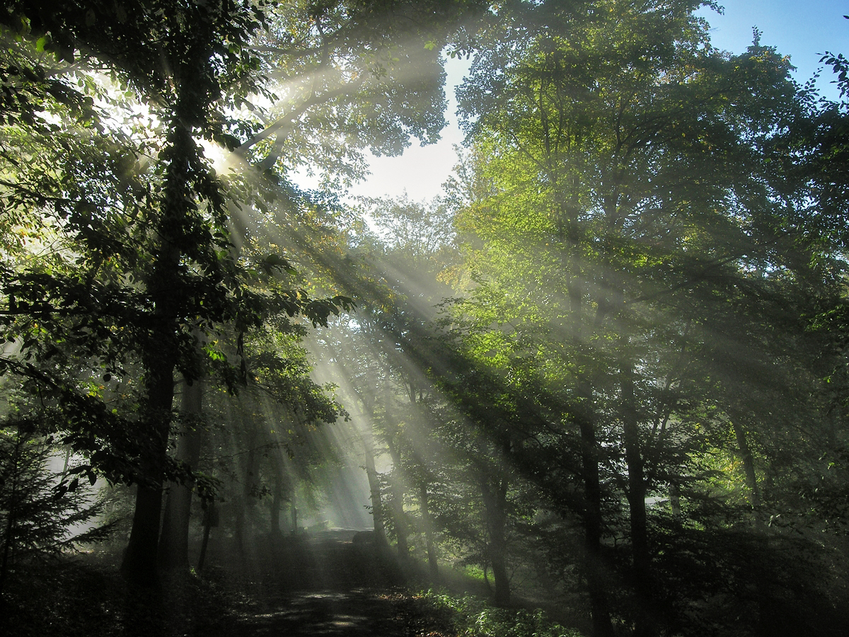 Sonnenstrahlen im Nebel