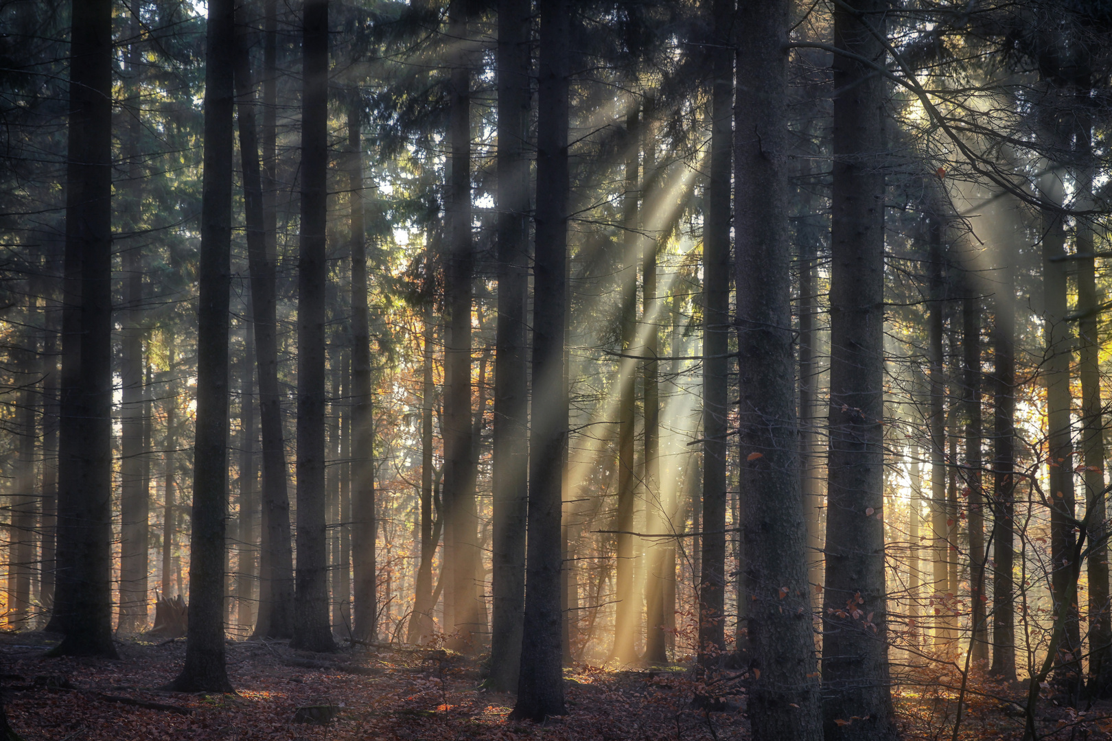 Sonnenstrahlen im Nebel