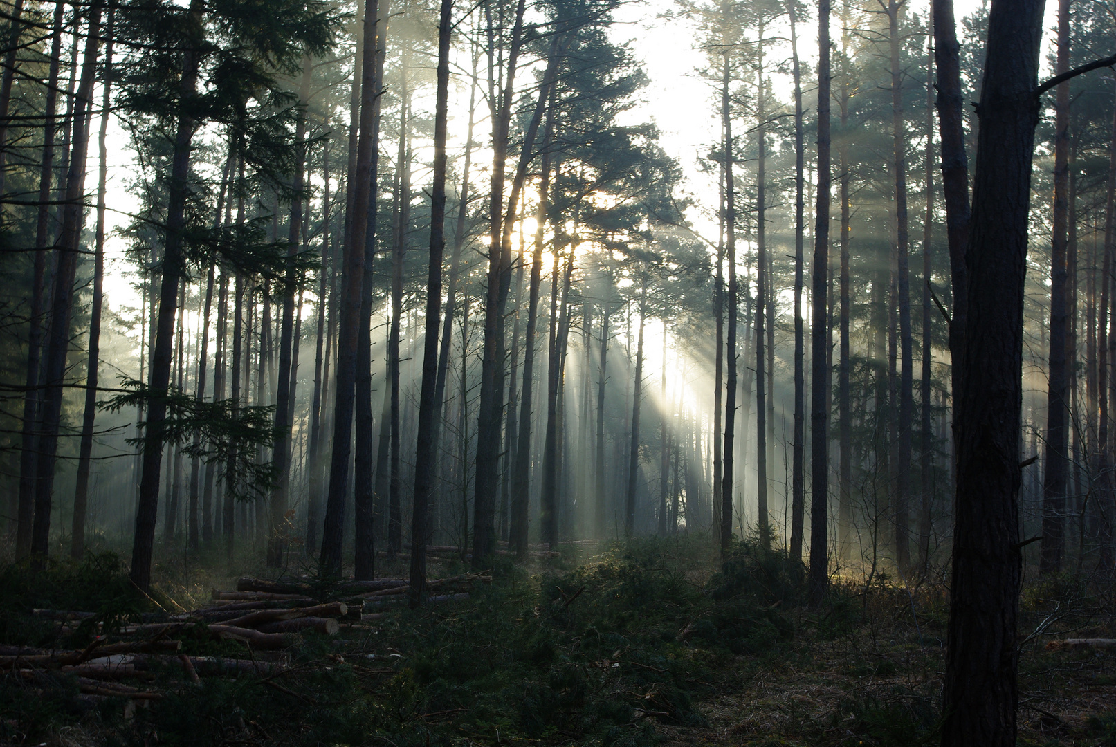 Sonnenstrahlen im Nebel