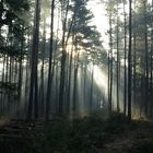 Sonnenstrahlen im Nebel