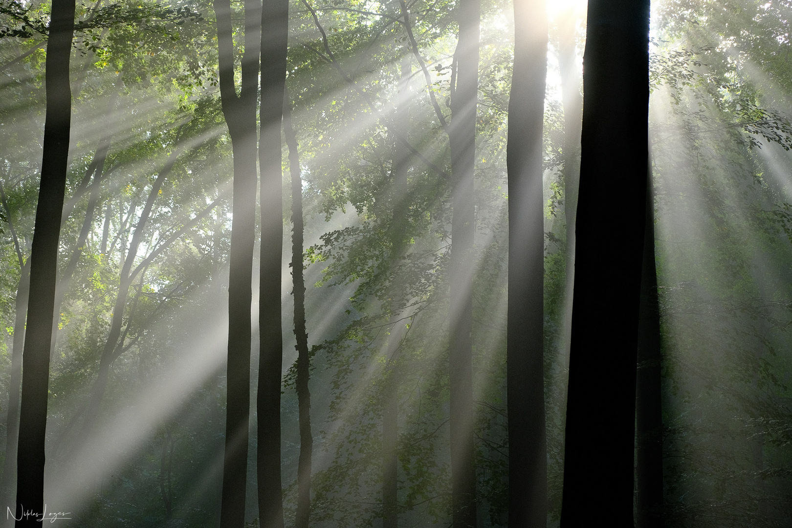 Sonnenstrahlen im Nebel