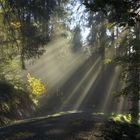 Sonnenstrahlen im Nebel II