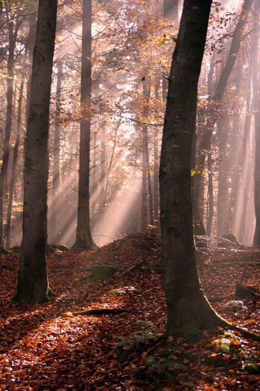 Sonnenstrahlen im Nebel II