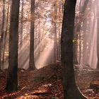 Sonnenstrahlen im Nebel II