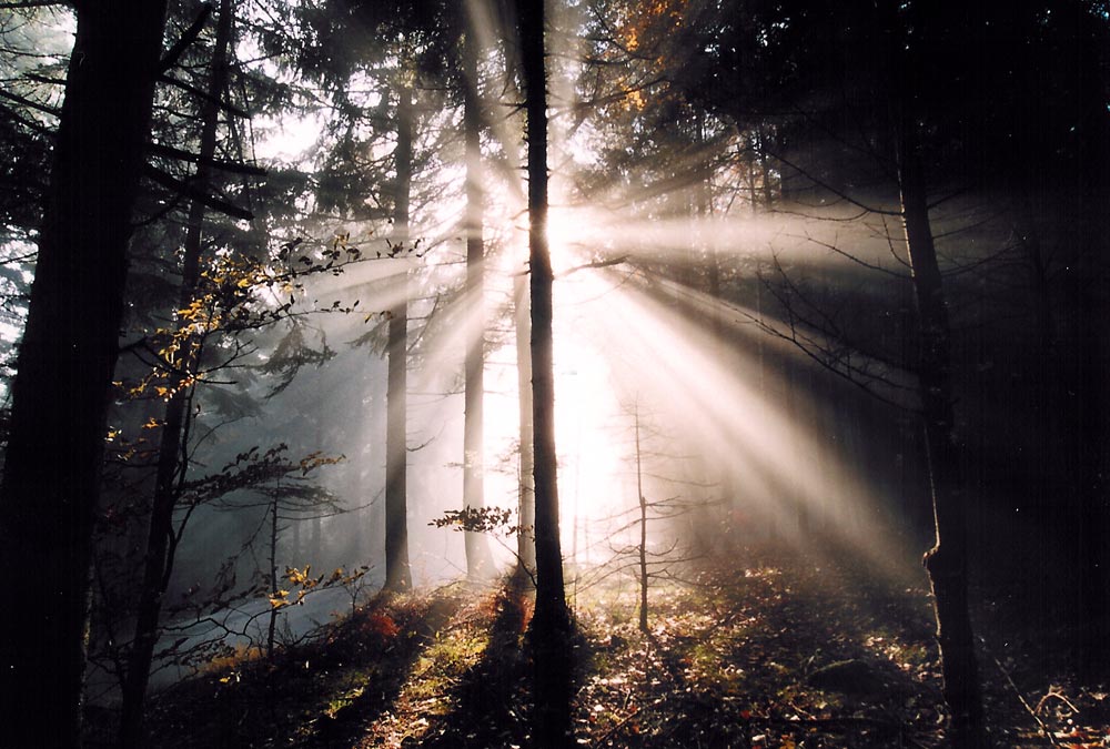 Sonnenstrahlen im Nebelwald