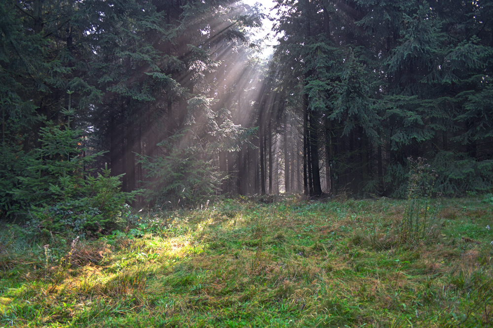 Sonnenstrahlen im Nebelwald