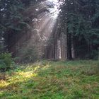 Sonnenstrahlen im Nebelwald