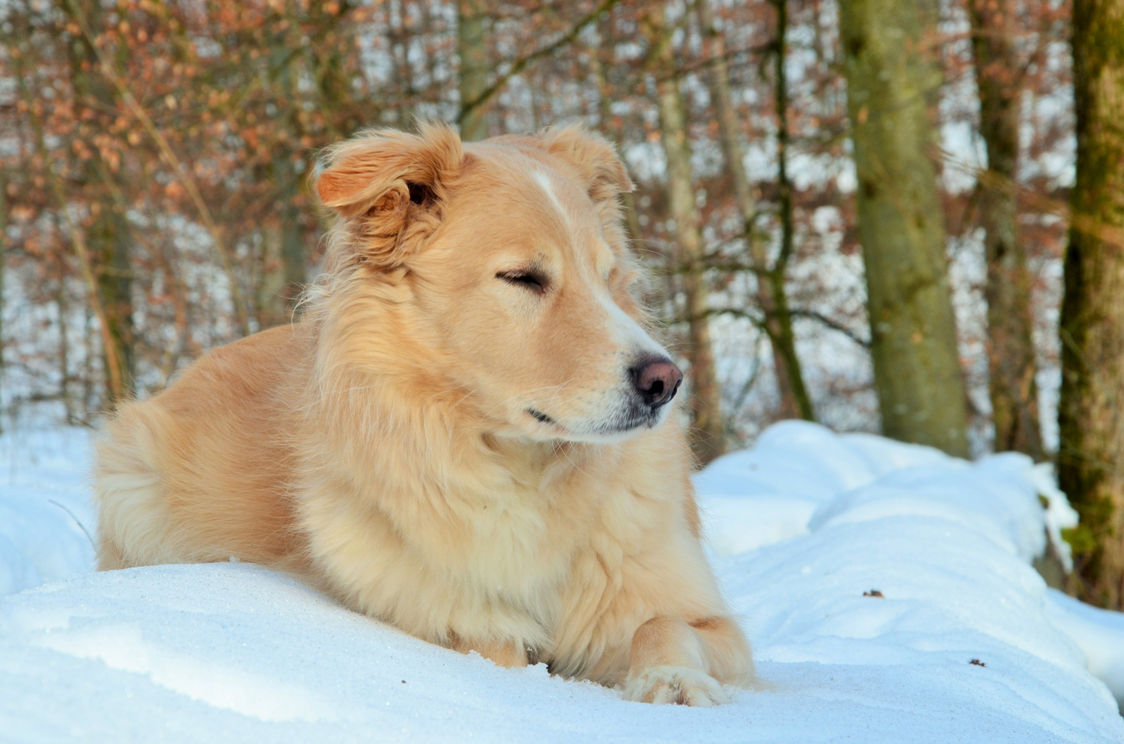 Sonnenstrahlen im Schnee geniesen...