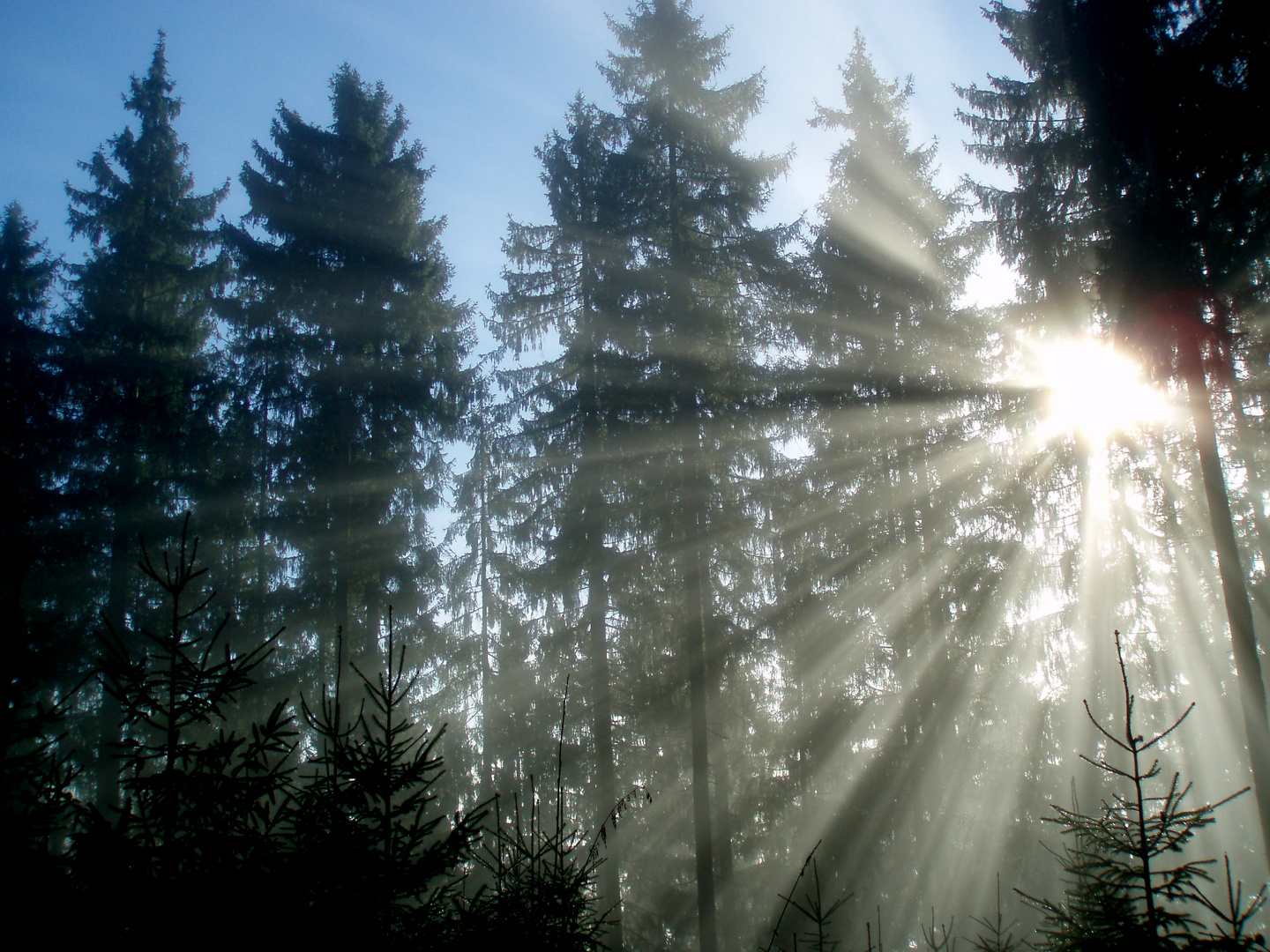Sonnenstrahlen im Schwarzwald