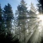 Sonnenstrahlen im Schwarzwald