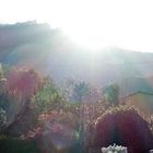 _Sonnenstrahlen im  Toskana Garten 