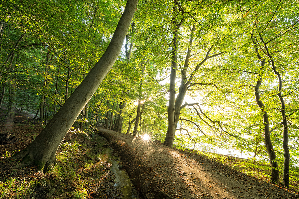 Sonnenstrahlen im Wald