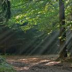 Sonnenstrahlen im Wald