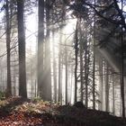 Sonnenstrahlen im Wald